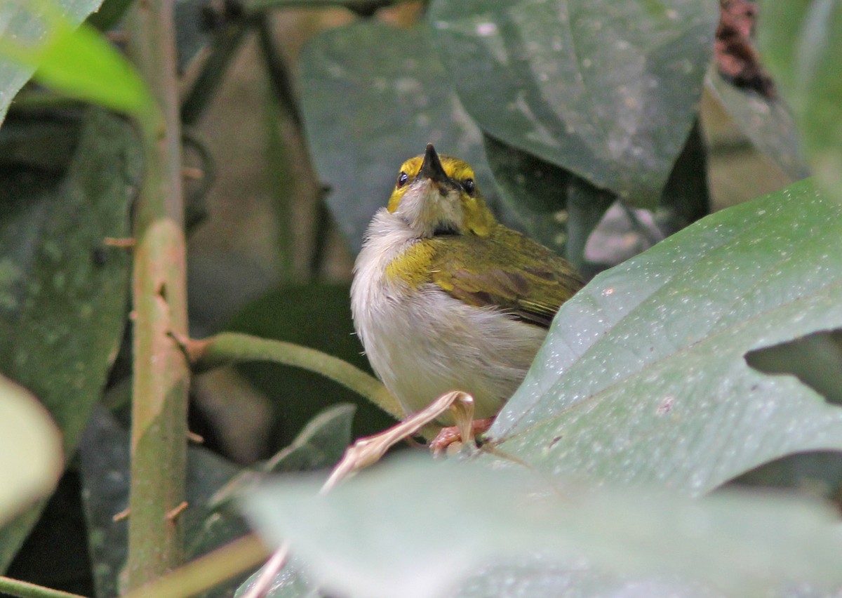 Yellow-browed Camaroptera - David Beadle