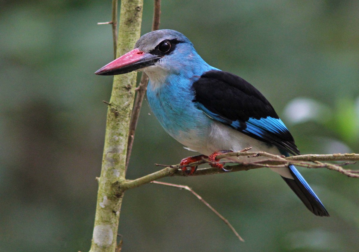 Martin-chasseur à poitrine bleue - ML205370091