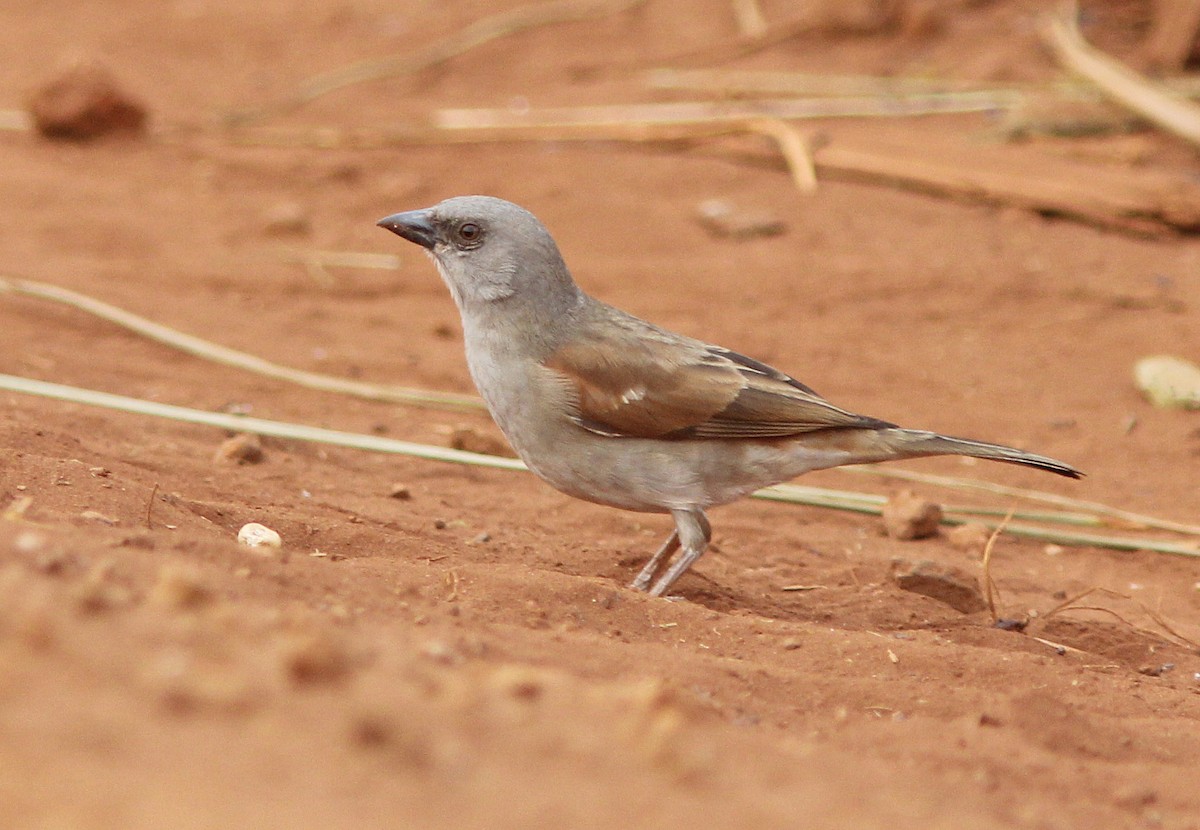 Northern Gray-headed Sparrow - David Beadle
