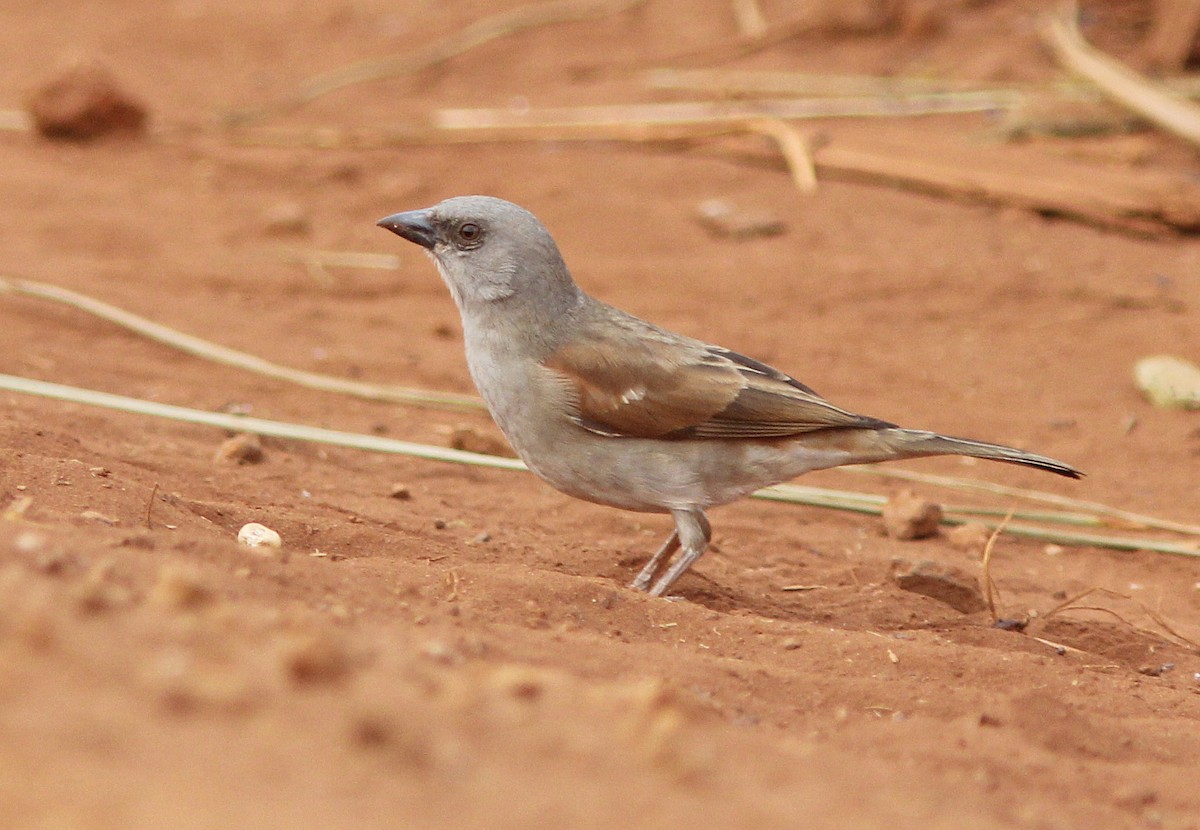 Northern Gray-headed Sparrow - ML205370171