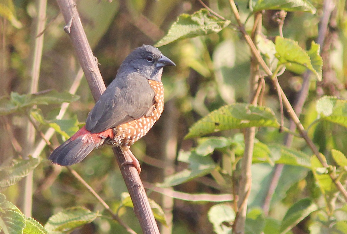 Brown Twinspot - David Beadle
