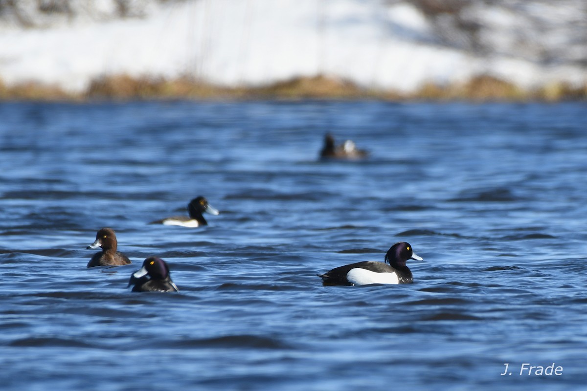 Tufted Duck - José Frade