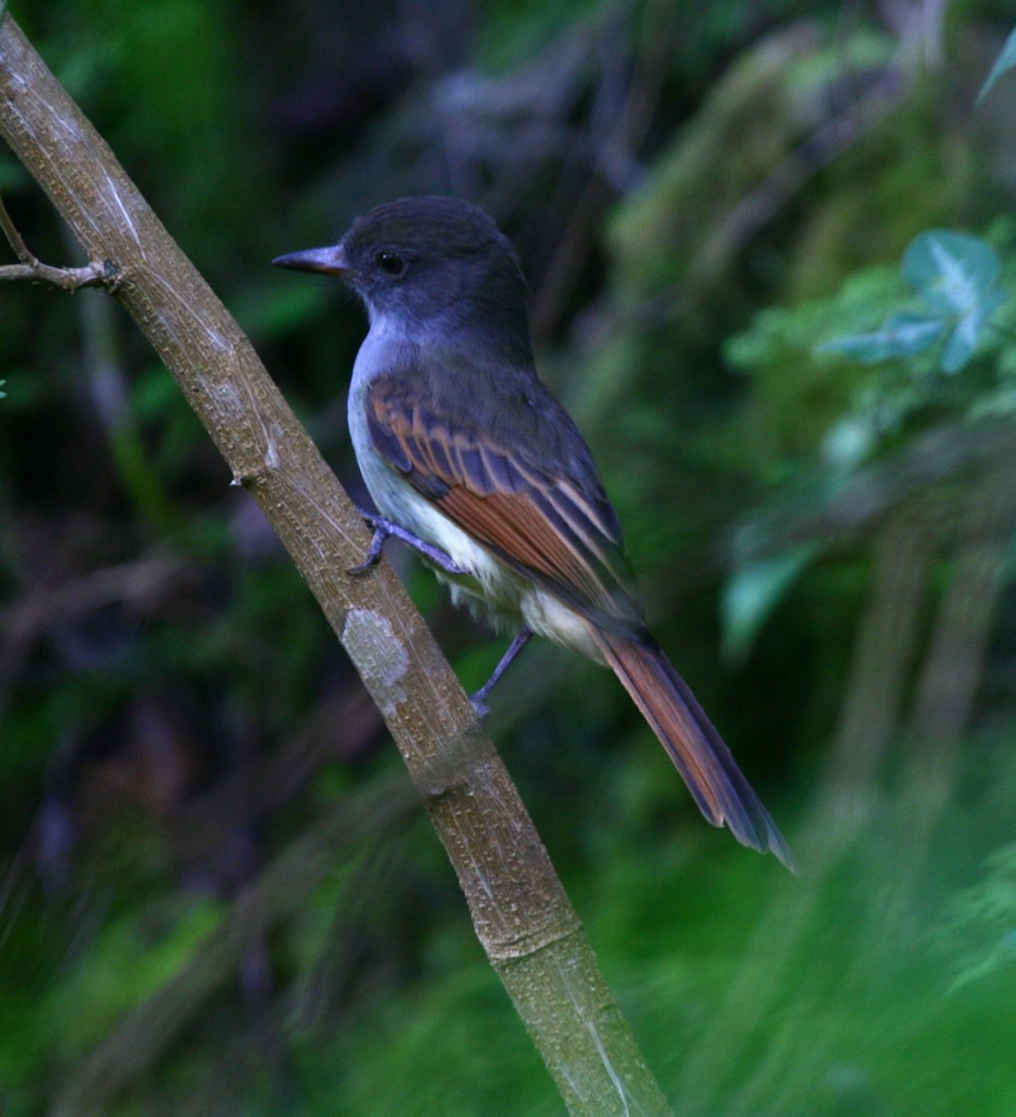 Rufous-tailed Flycatcher - John Hopkins