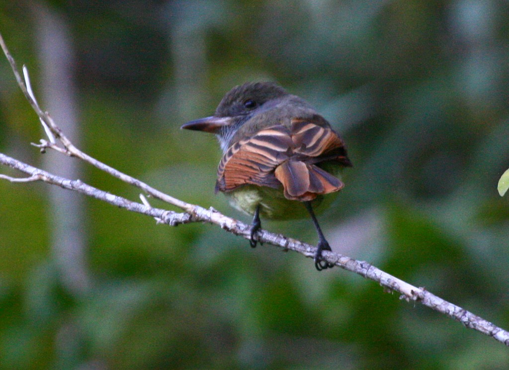 Rufous-tailed Flycatcher - ML205371181