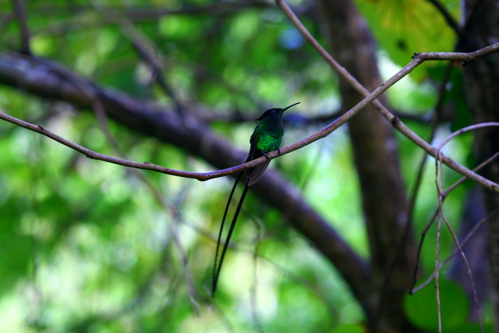 kolibřík černozobý - ML205371191