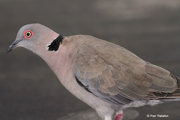 Mourning Collared-Dove - Fran Trabalon