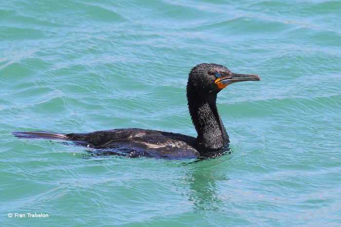 Cape Cormorant - ML205371571