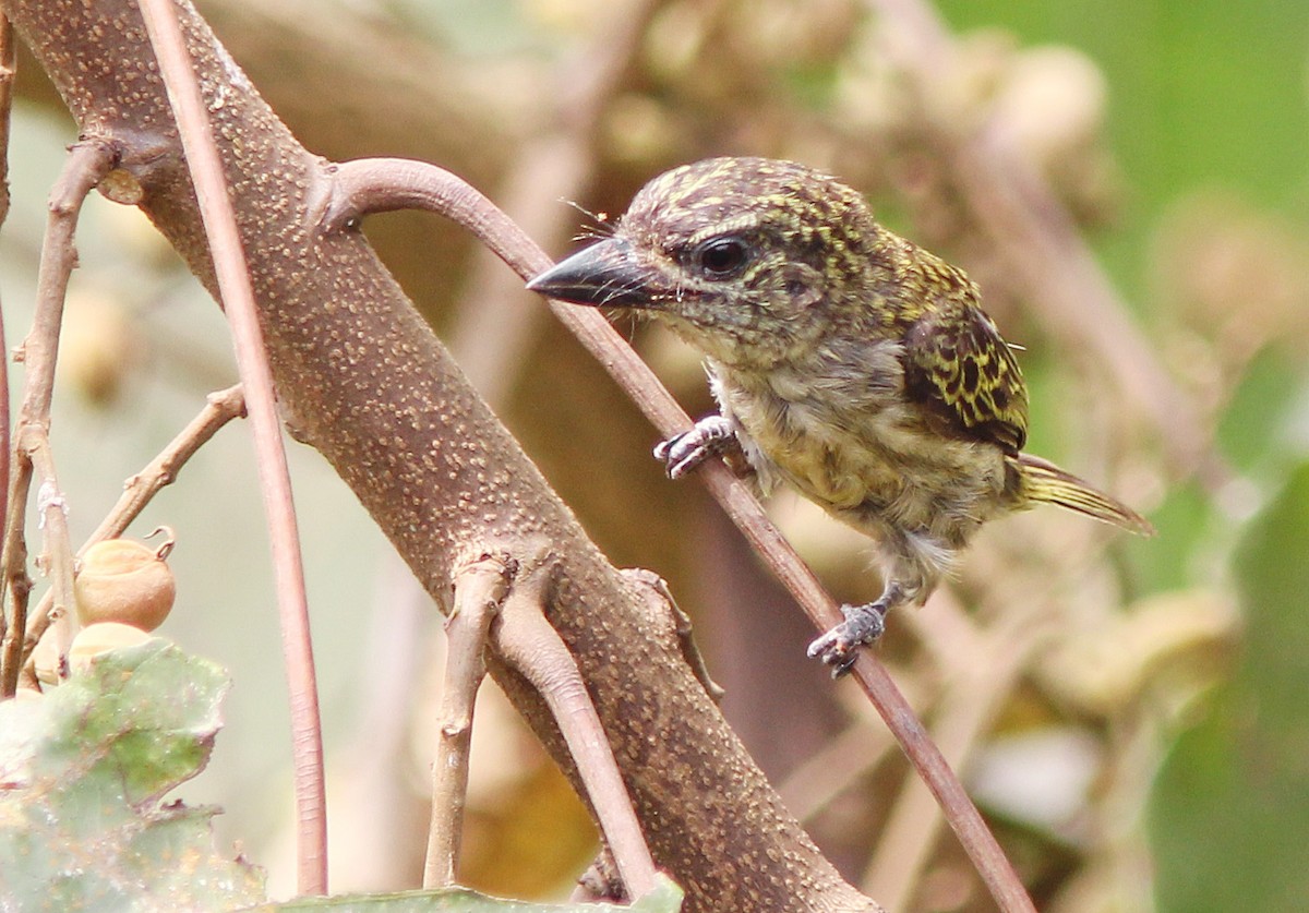 Speckled Tinkerbird - ML205372071