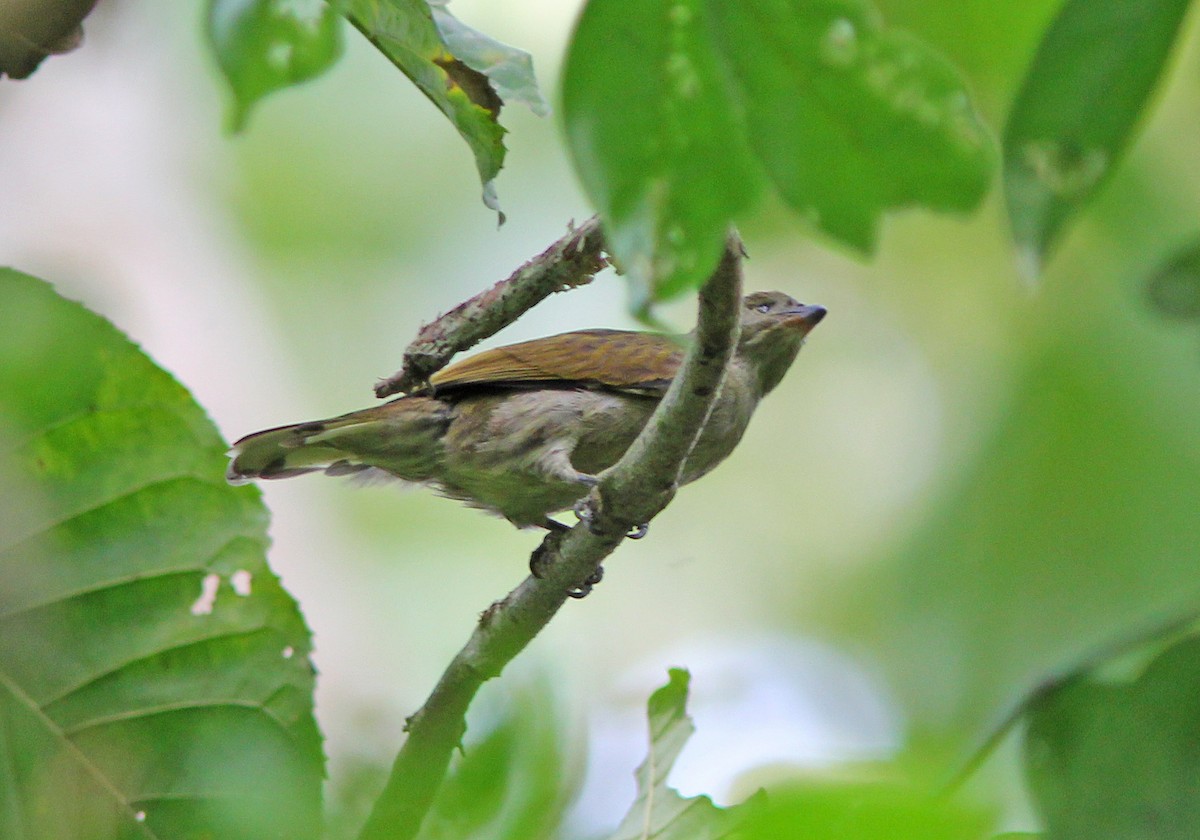 Least Honeyguide - David Beadle