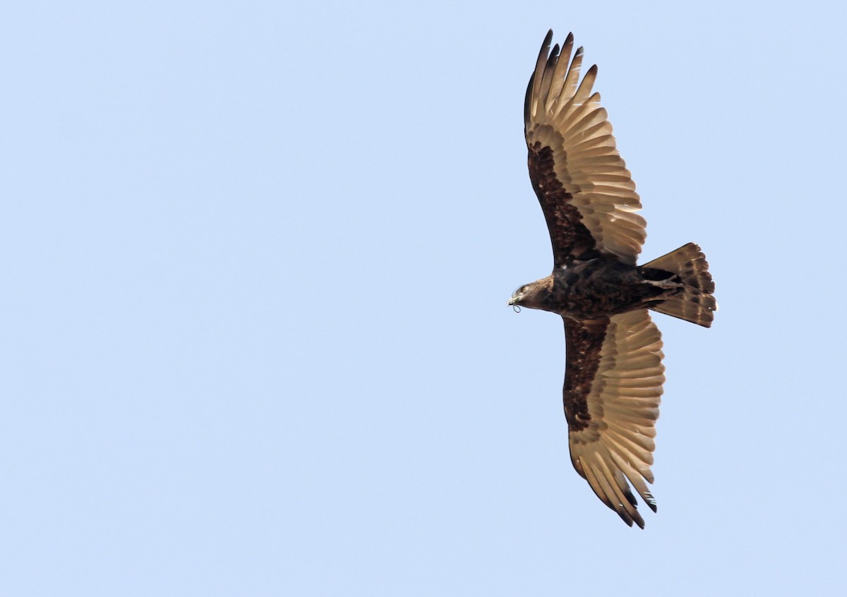 Brown Snake-Eagle - ML205372391