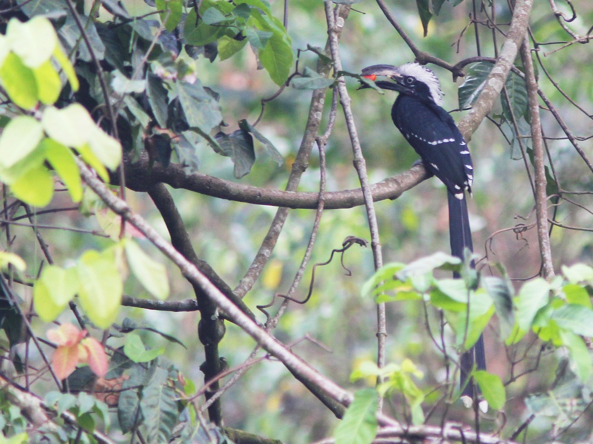 Eastern Long-tailed Hornbill - ML205372411