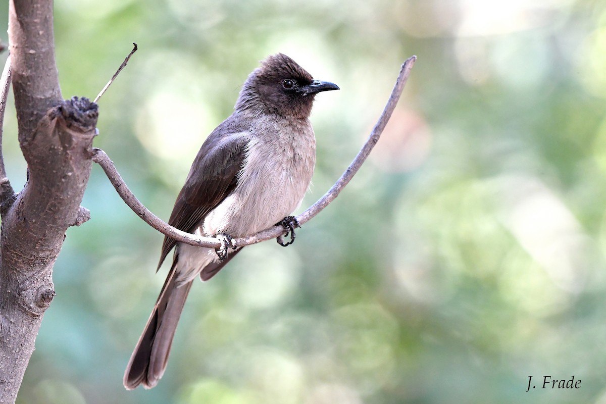 Common Bulbul - ML205372831