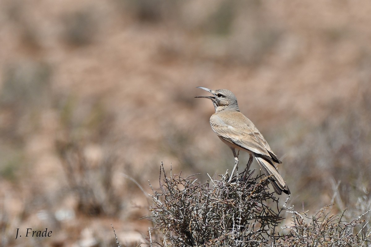 Greater Hoopoe-Lark - ML205373221