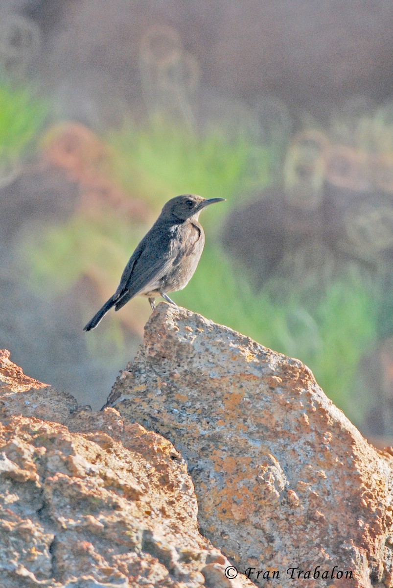 Transvaal Toygarı - ML205373491