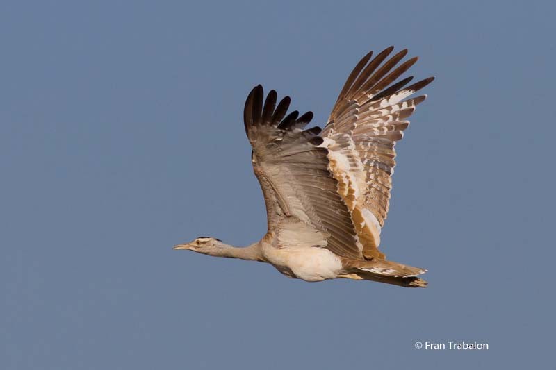 Arabian Bustard - ML205373671