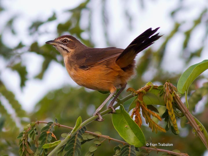 Moustached Grass-Warbler - Fran Trabalon