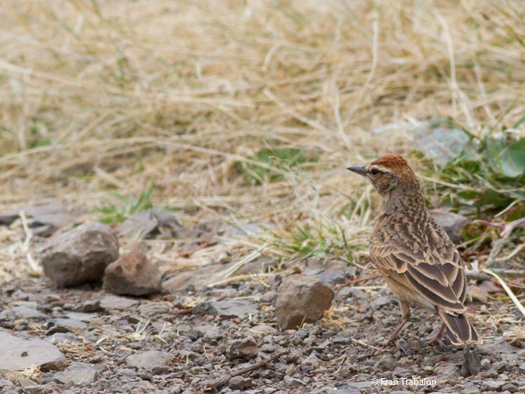 Blanford's Lark (Erlanger's) - Fran Trabalon