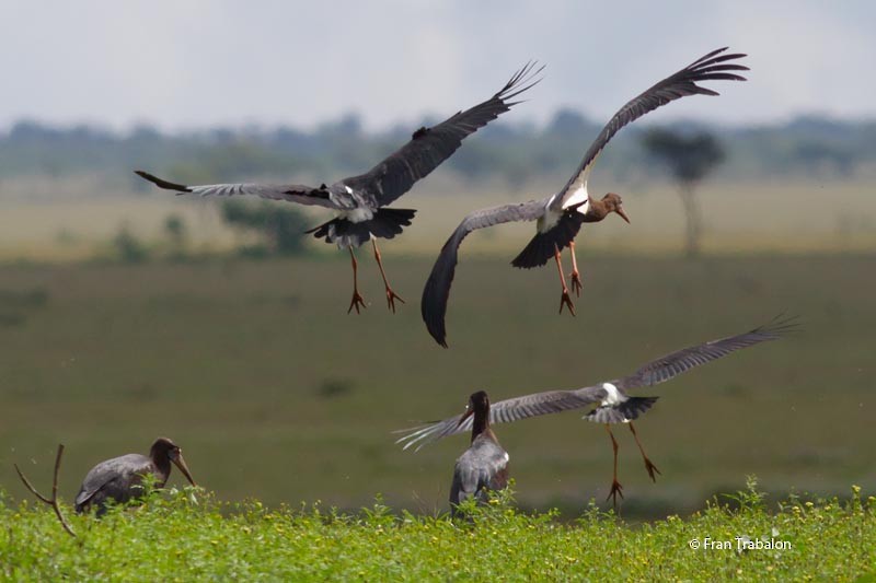 Abdim's Stork - ML205373991