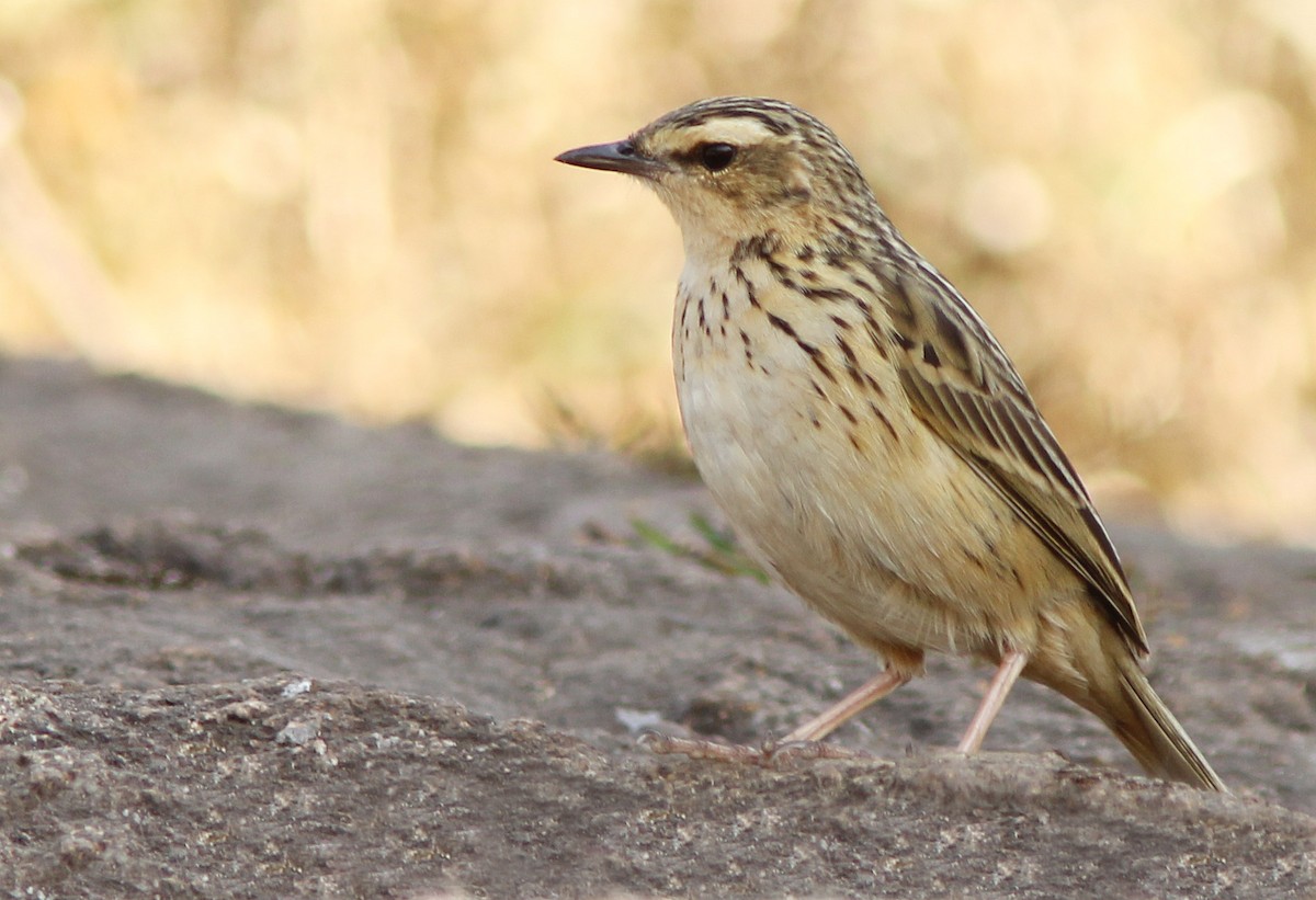 Nilgiri Pipit - ML205374181