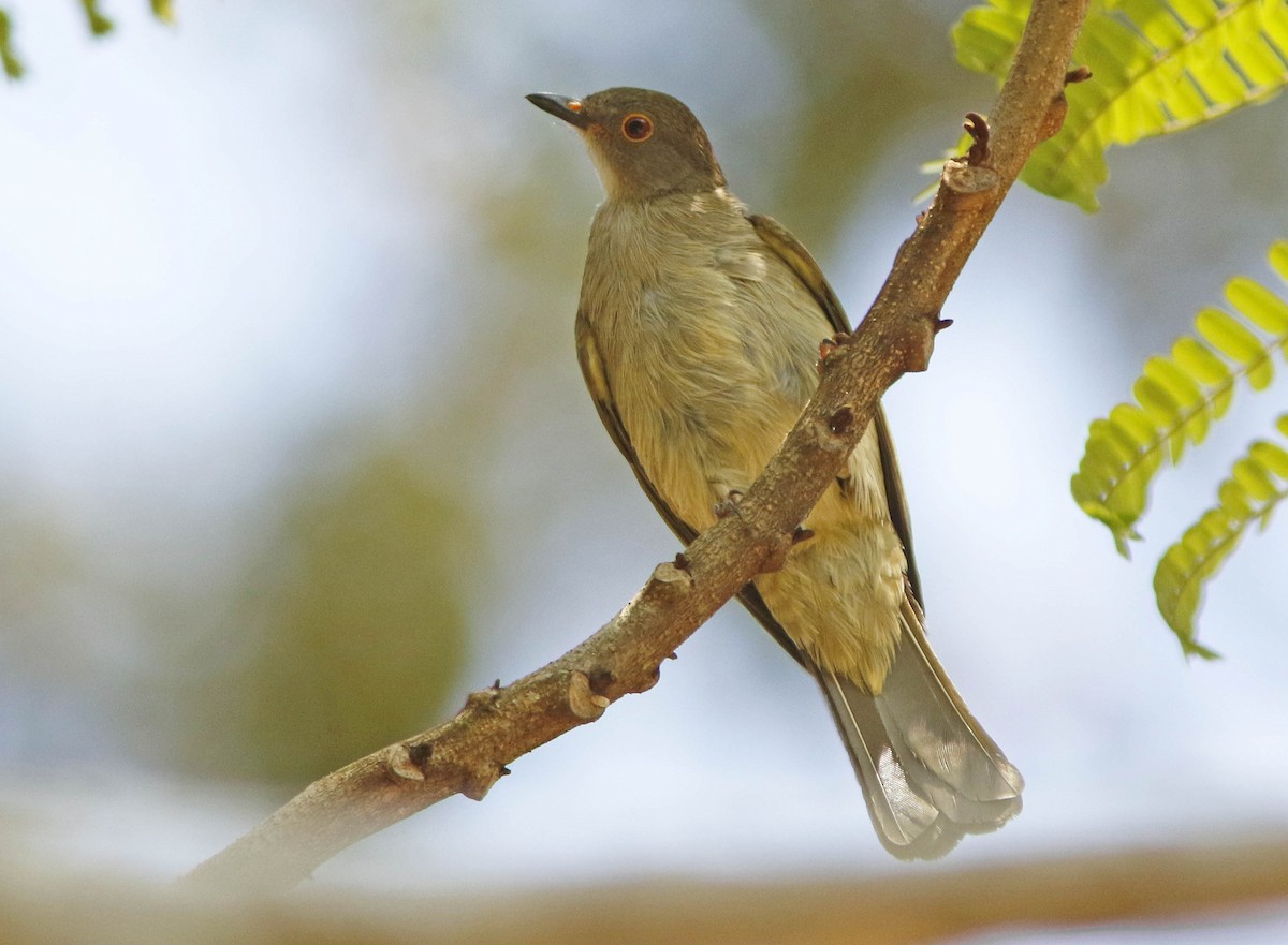 Spectacled Bulbul - ML205374291