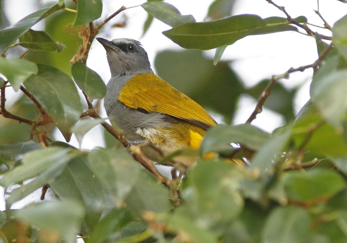 Gray-bellied Bulbul - ML205374301