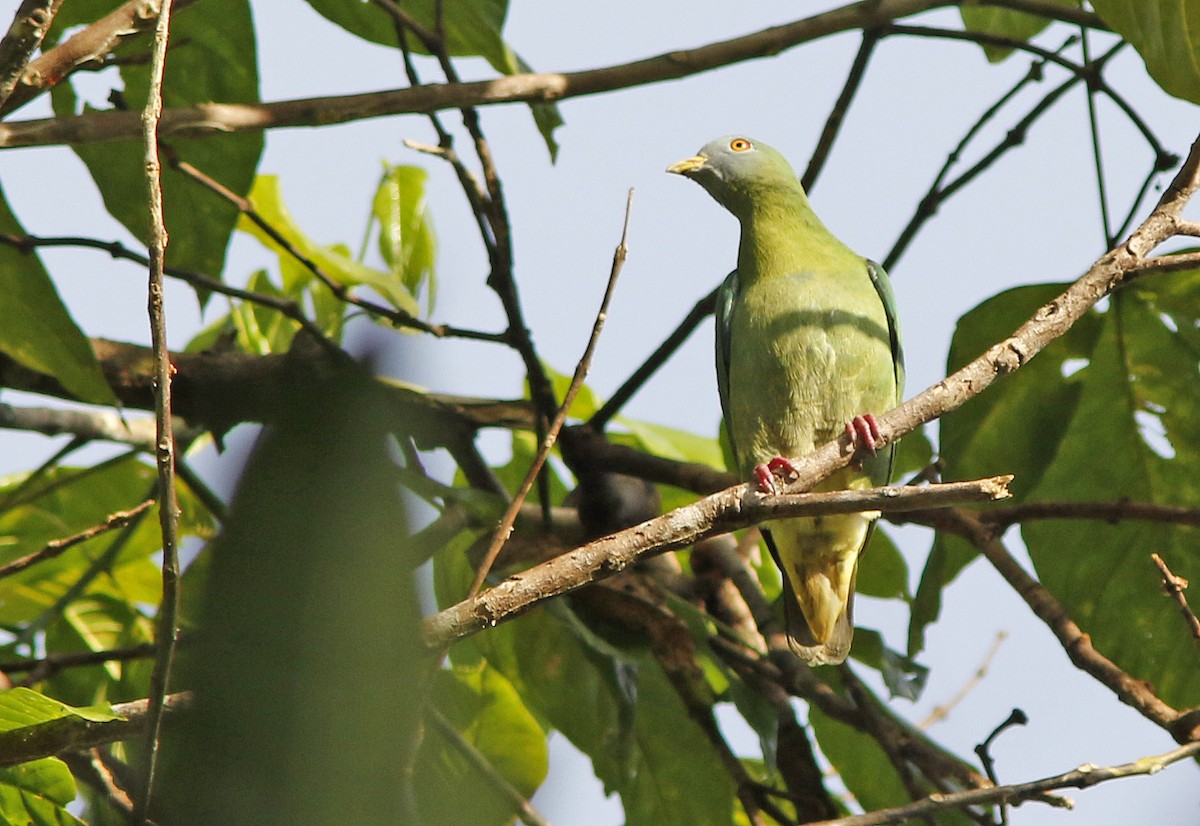 Claret-breasted Fruit-Dove - ML205374411