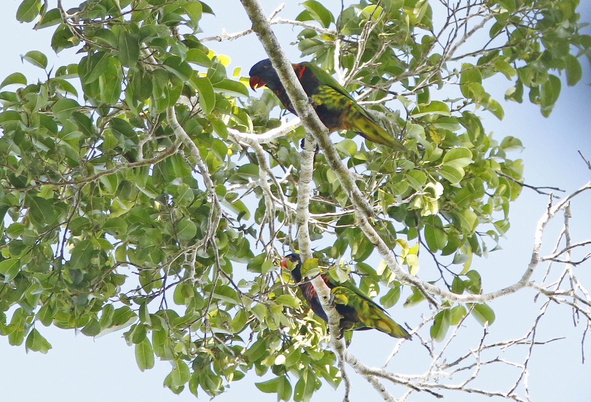 Biak Lorikeet - ML205374421