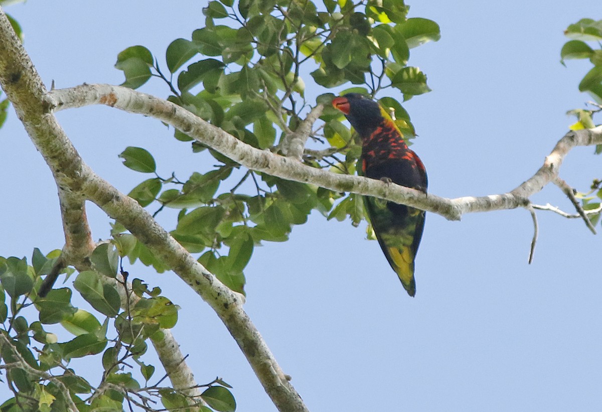 Biak Lorikeet - ML205374431