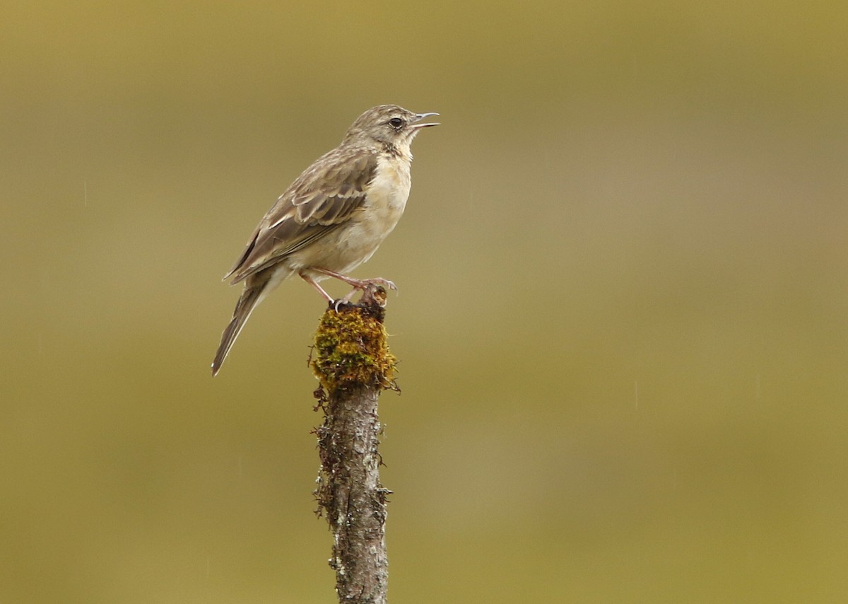 Alpine Pipit - David Beadle