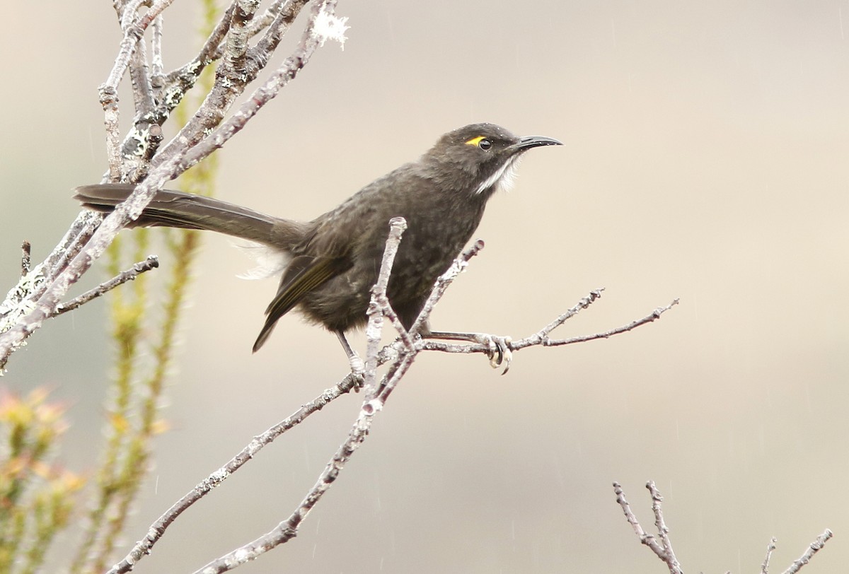 Short-bearded Honeyeater - David Beadle