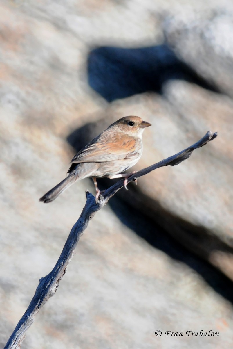 Blue Finch - ML205375461