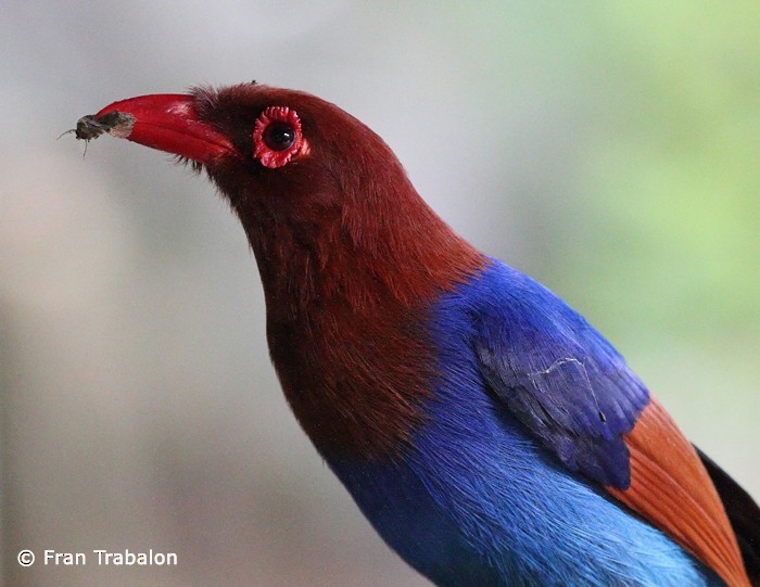 Sri Lanka Blue-Magpie - ML205375721