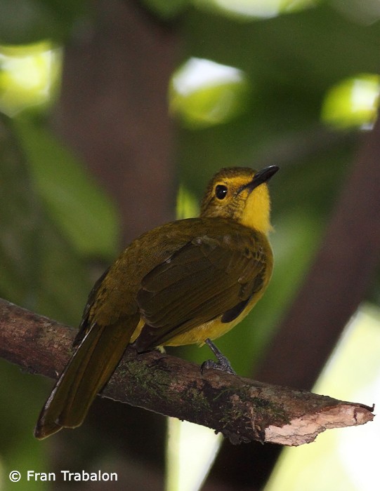 Yellow-browed Bulbul - Fran Trabalon