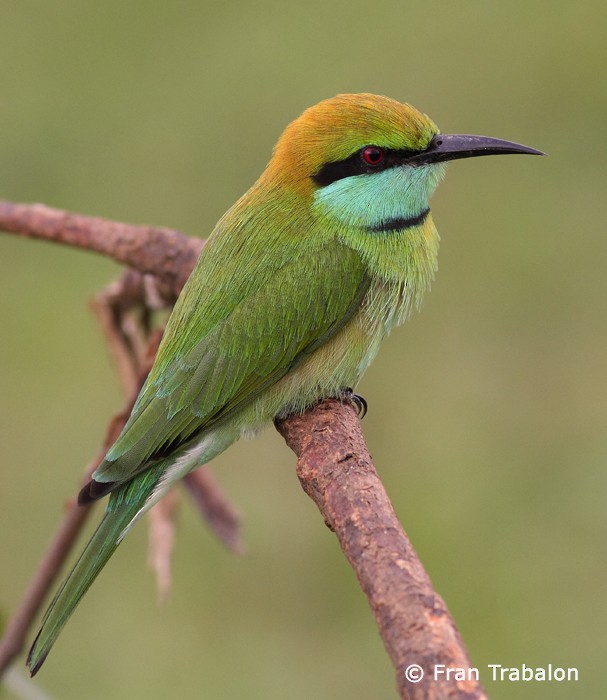 Asian Green Bee-eater - Fran Trabalon