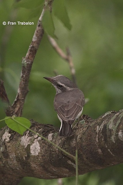 Sri Lanka Woodshrike - Fran Trabalon