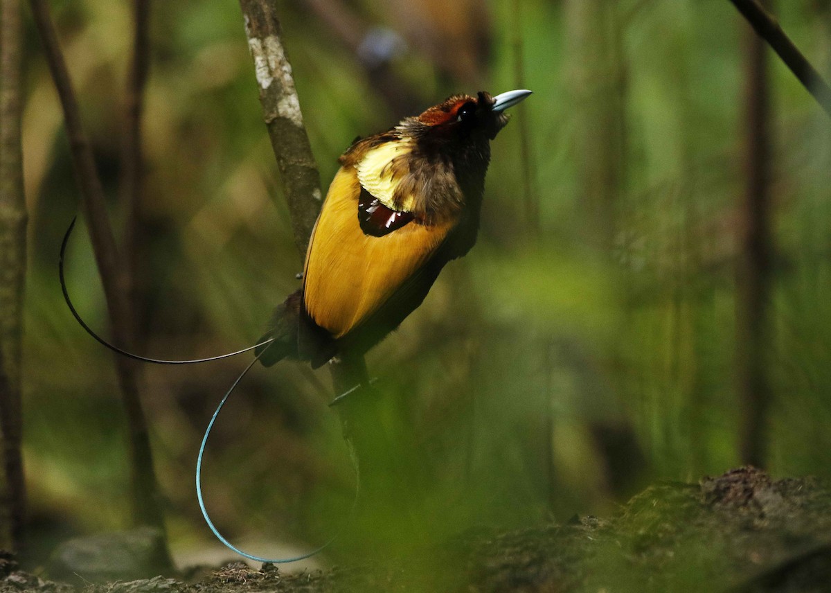 Magnificent Bird-of-Paradise - ML205376041