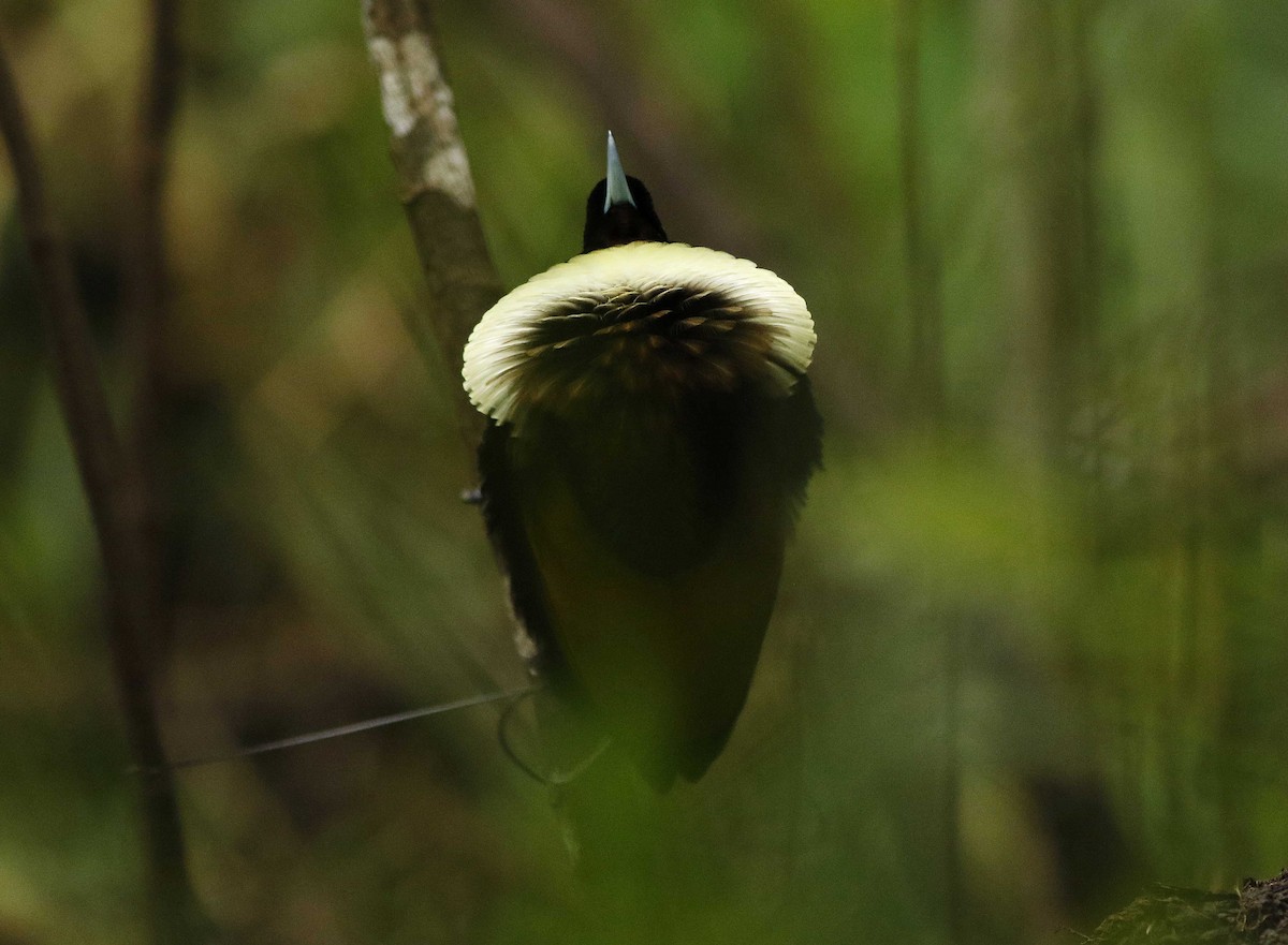 Magnificent Bird-of-Paradise - ML205376051