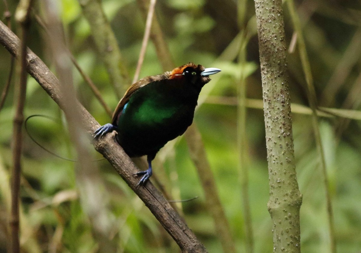 Magnificent Bird-of-Paradise - ML205376061