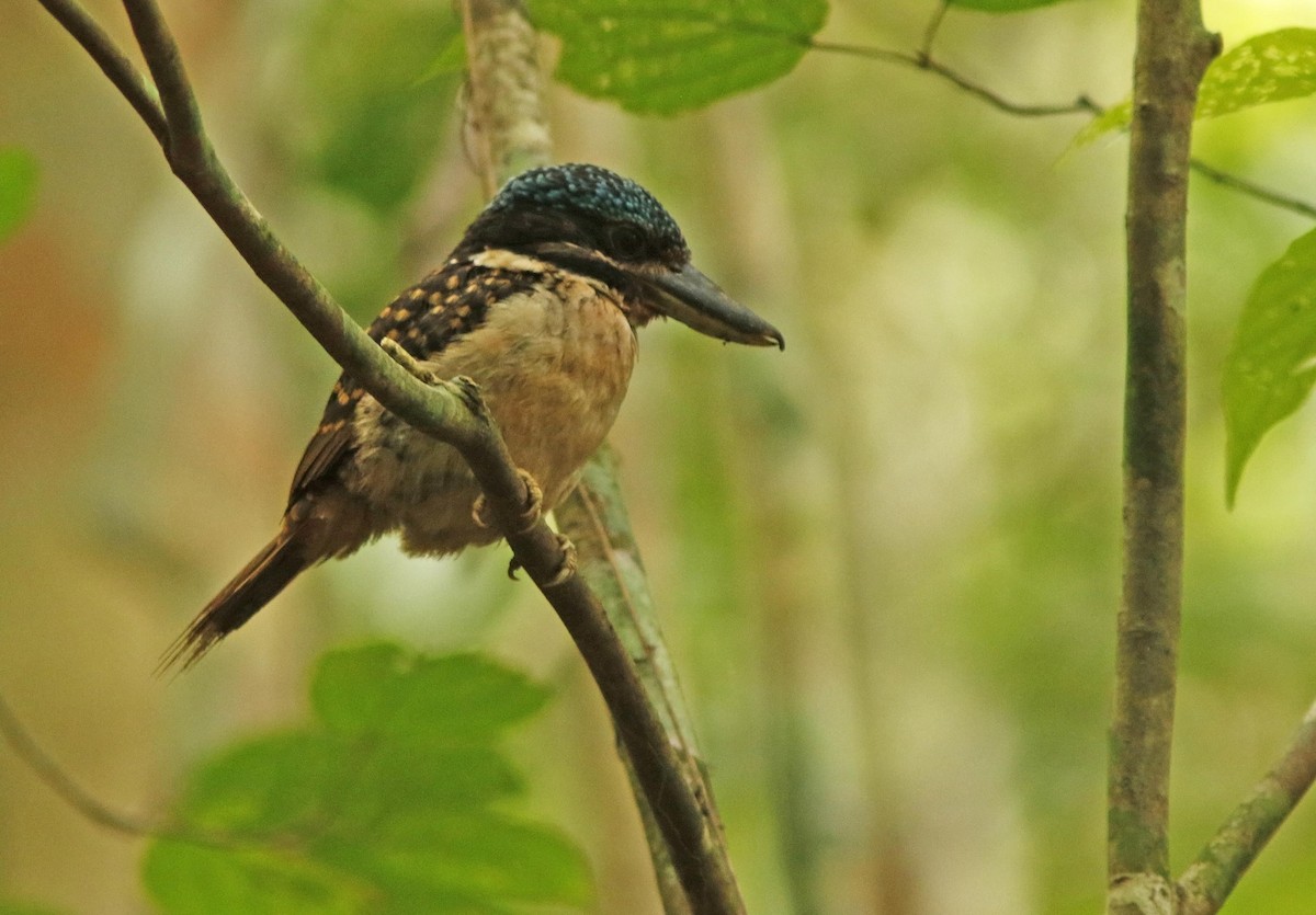 Hook-billed Kingfisher - ML205376131