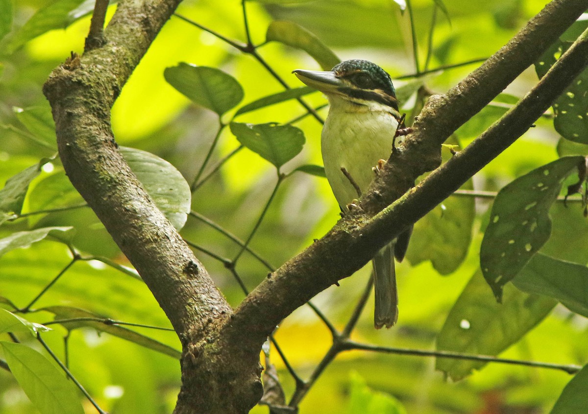 Hook-billed Kingfisher - ML205376211