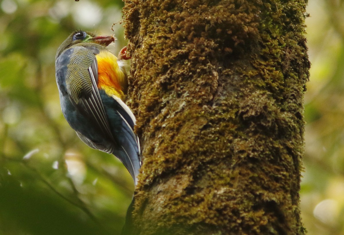 Javan Trogon - David Beadle