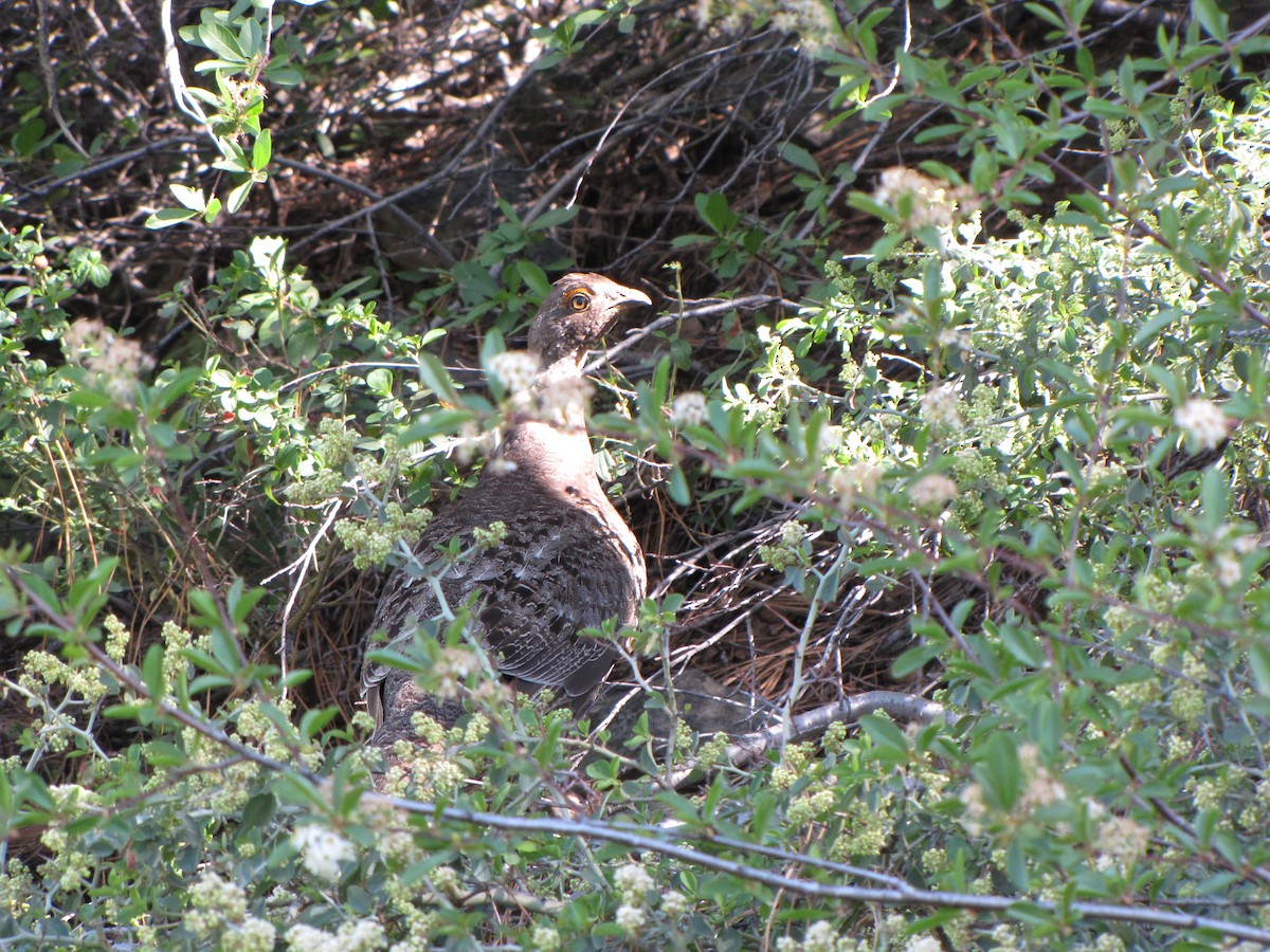 Sooty Grouse - ML20537661