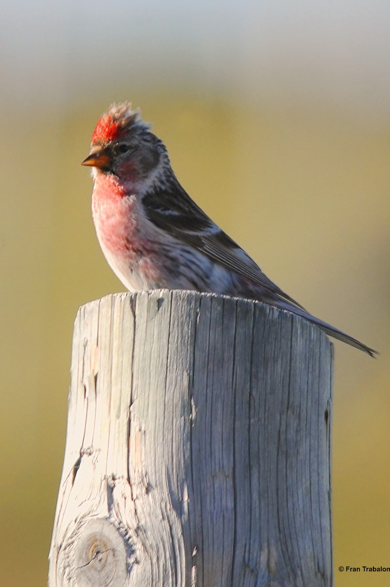 Common Redpoll (flammea) - ML205377171