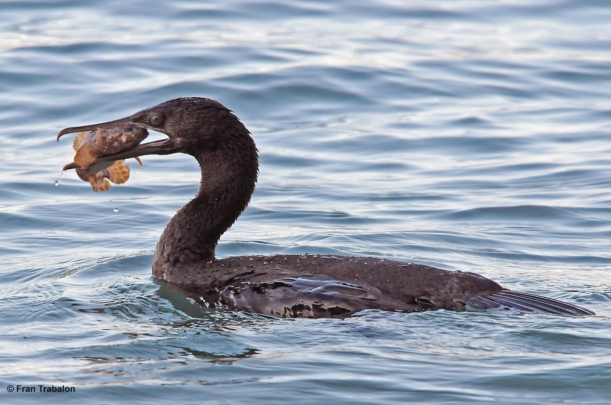 Socotra Cormorant - ML205377401