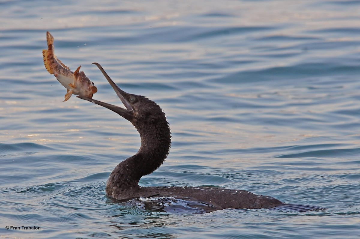 Socotra Cormorant - ML205377411