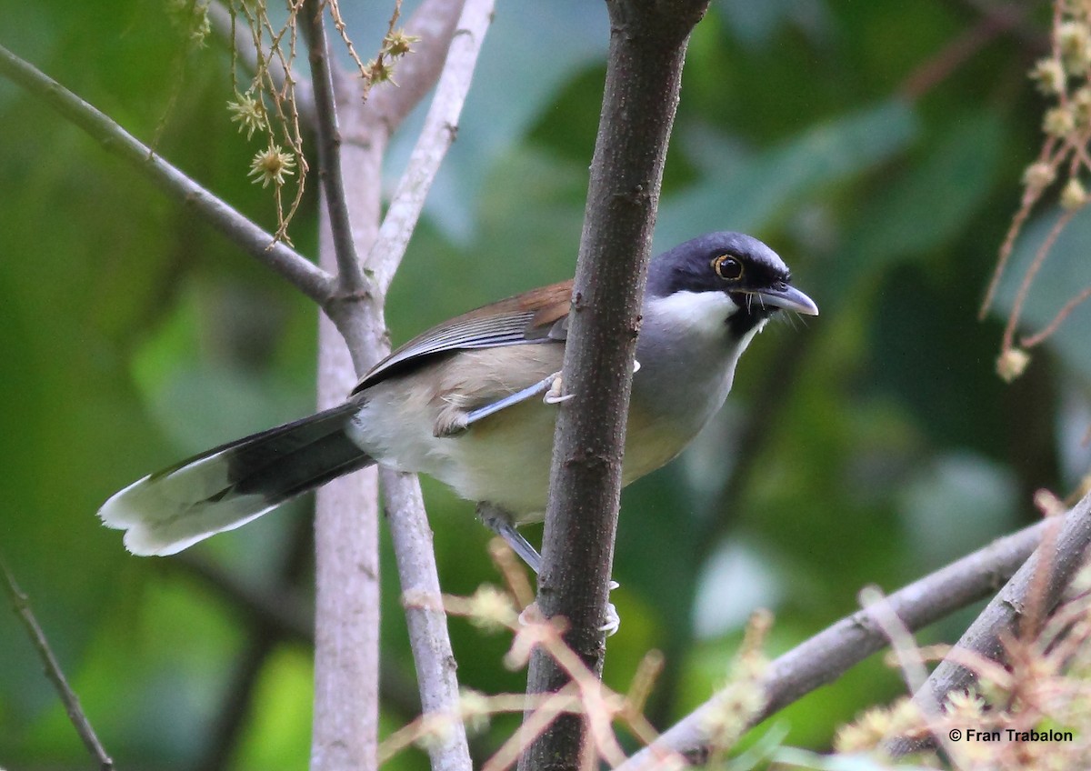 White-cheeked Laughingthrush - Fran Trabalon