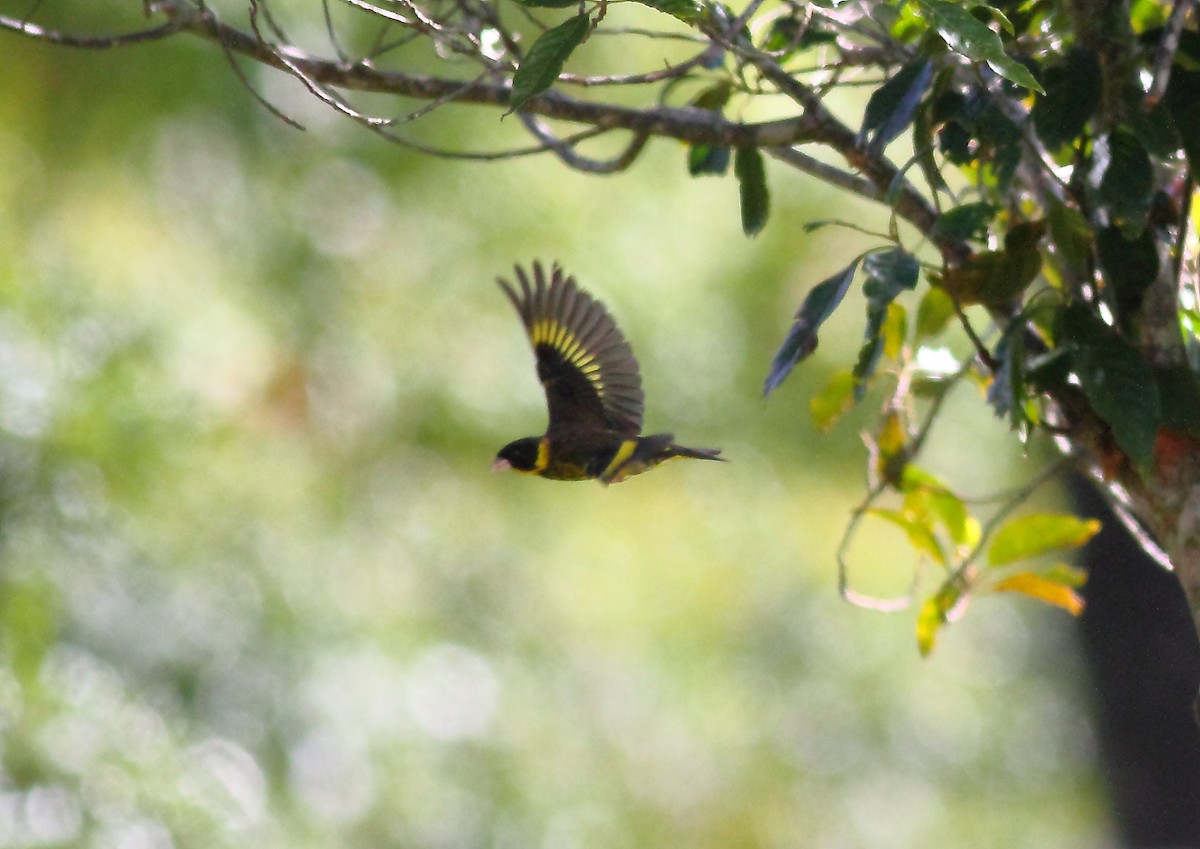 Vietnamese Greenfinch - ML205377481