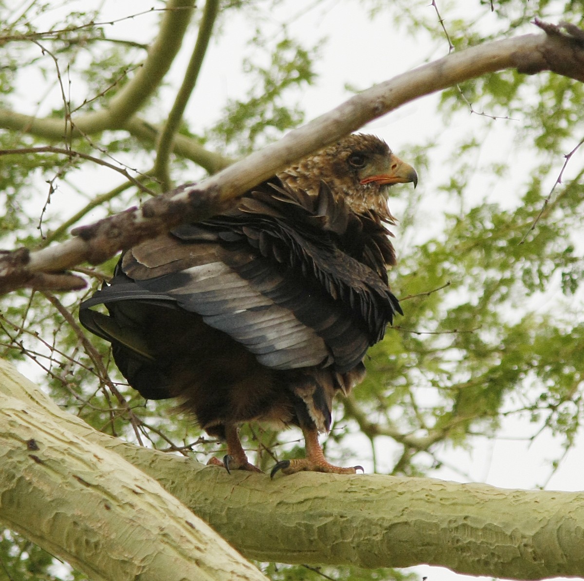 Bateleur - ML205378191