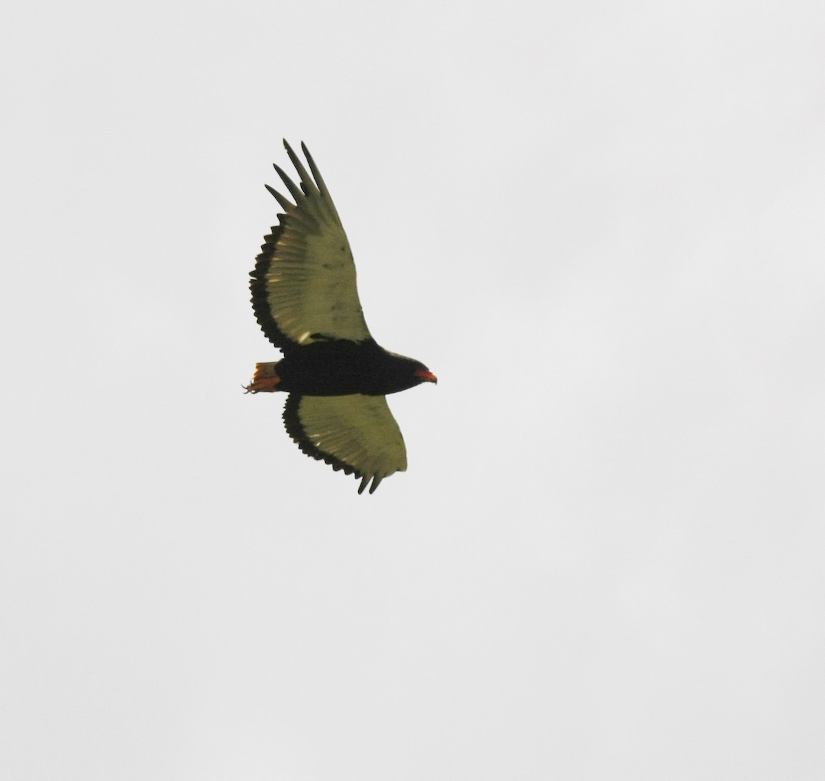 Bateleur - ML205378201