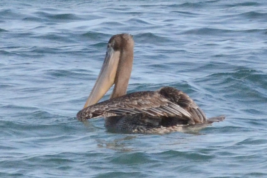 pelikán hnědý - ML20537831